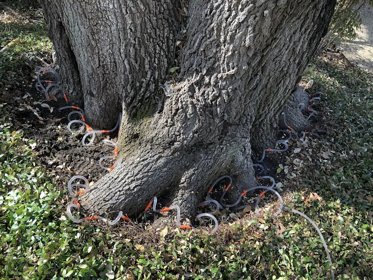 Detailed Tree Cabling and Bracing job site in Philmont