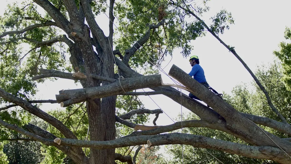 Professional Crown Thinning performed by certified arborists in Philmont