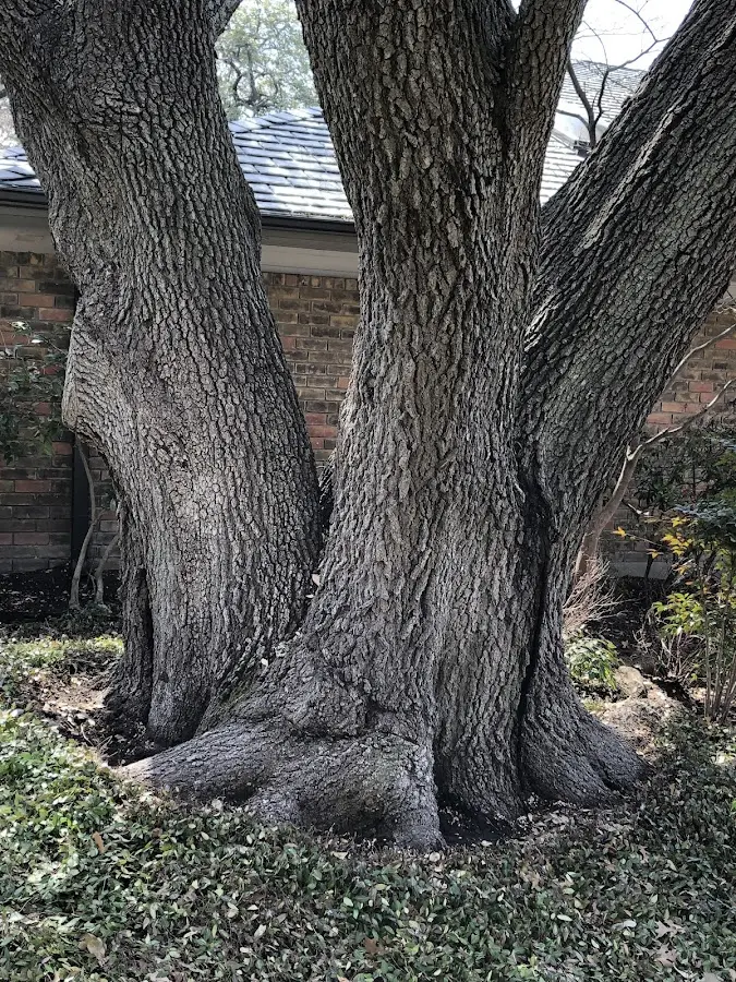 Mature heritage tree close to a Philmont property cared for by certified arborists